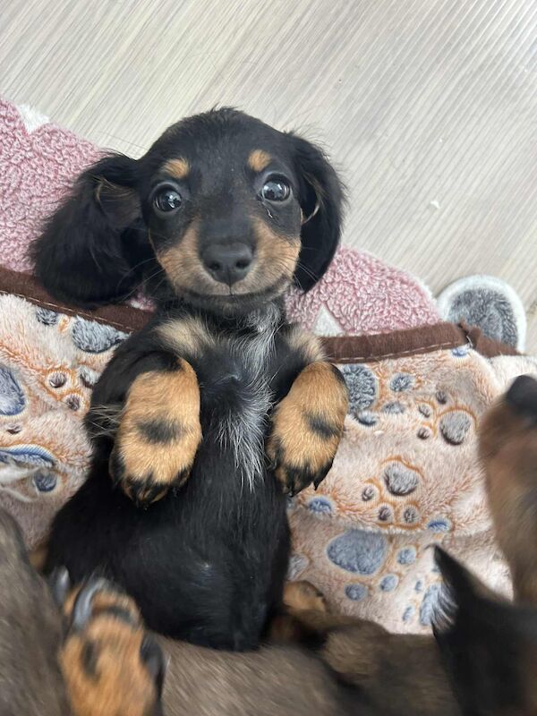 Dachshund puppies for sale in Melton Mowbray , Leicestershire – 8 weeks old - Image 10 of 14