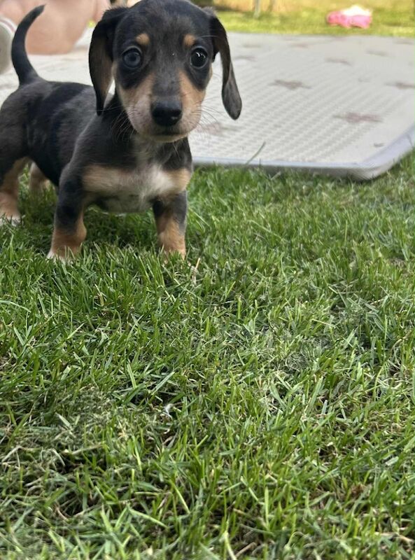 Dachshund puppies for sale in Melton Mowbray , Leicestershire – 8 weeks old - Image 11 of 14