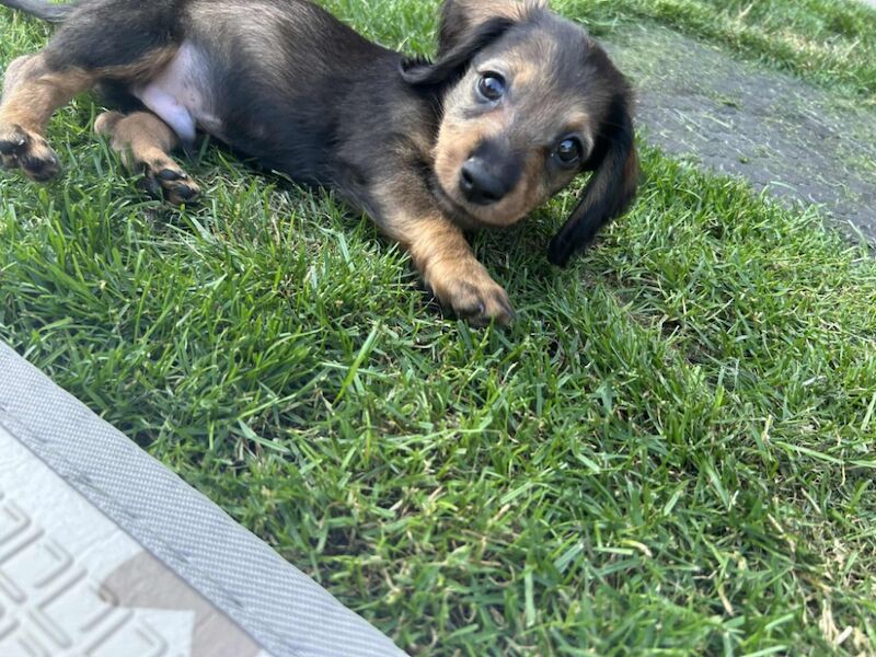 Dachshund puppies for sale in Melton Mowbray , Leicestershire – 8 weeks old - Image 12 of 14