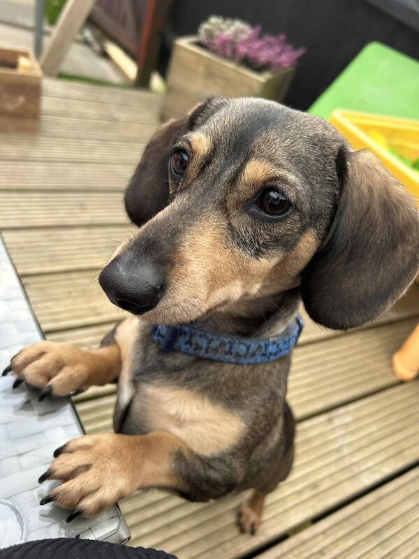 Dachshund puppies for sale in Melton Mowbray , Leicestershire – 8 weeks old - Image 13 of 14