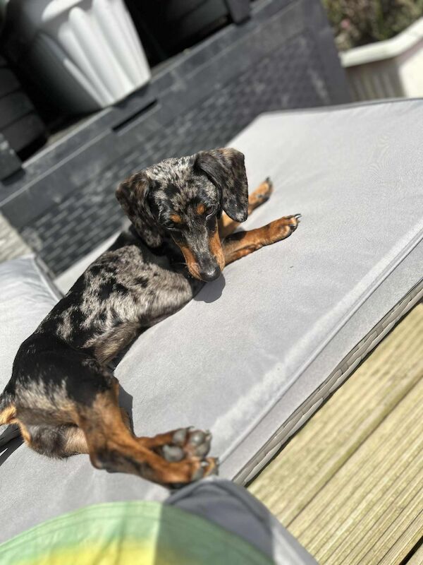 Dachshund puppies for sale in Melton Mowbray , Leicestershire – 8 weeks old - Image 14 of 14