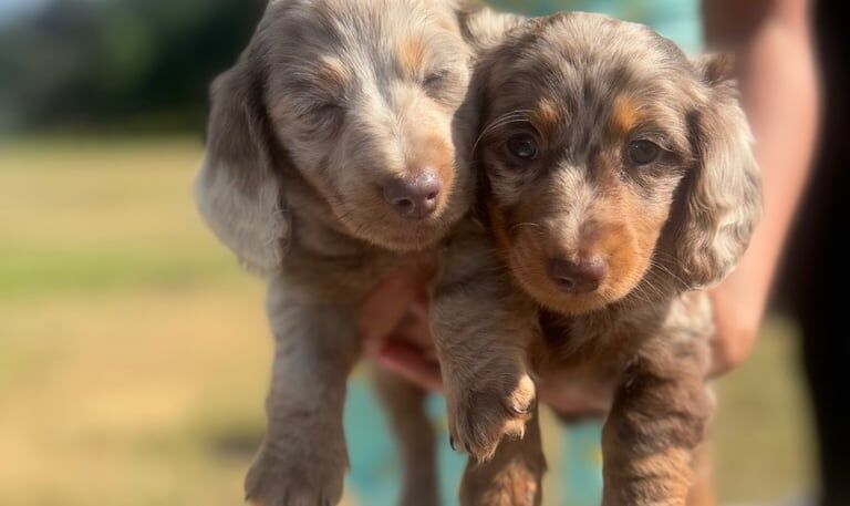Minature Dashound puppies for sale in Dundee, City of Dundee