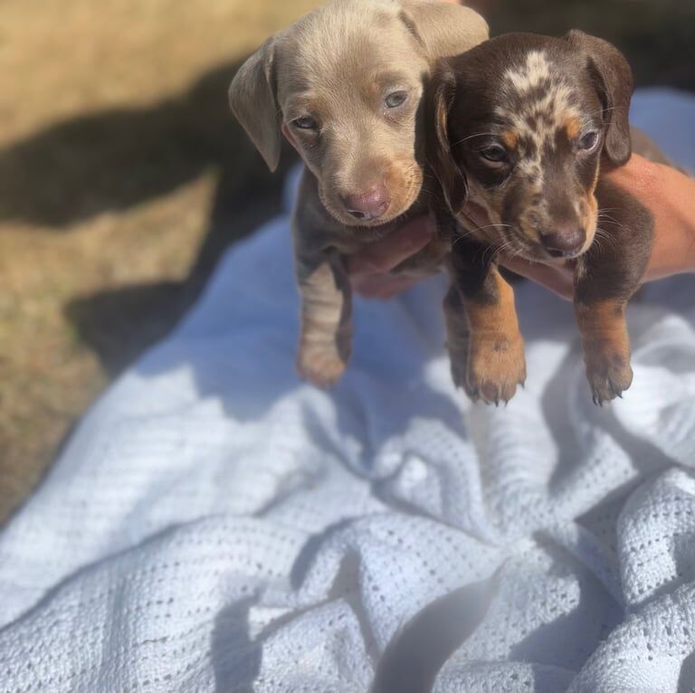 Minature Dashound puppies for sale in Dundee, City of Dundee | Image 2