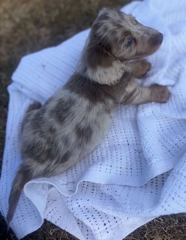 Minature Dashound puppies for sale in Dundee, City of Dundee | Image 3
