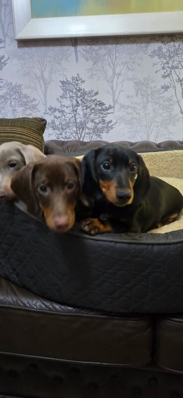 Minature Dashounds
