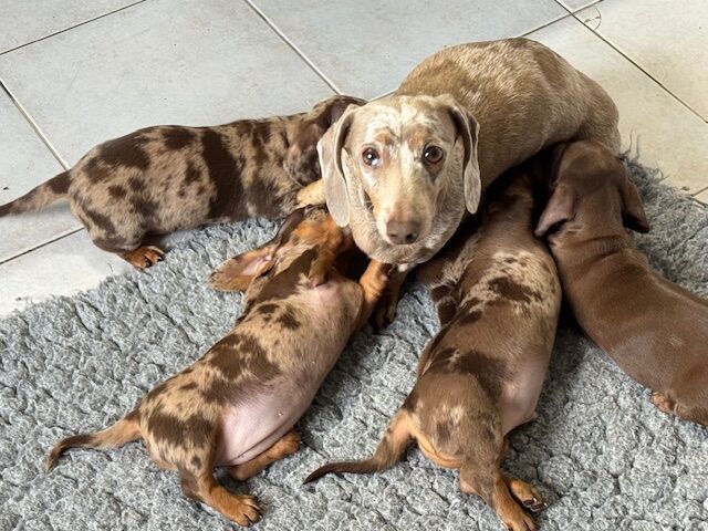 Dachshund puppies for sale in Boston, Lincolnshire – KC registered, 5 weeks old