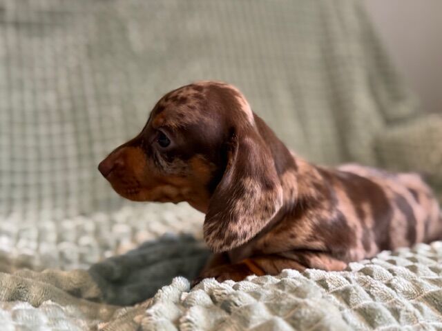 Dachshund puppies for sale in Boston, Lincolnshire – KC registered, 6 weeks old - Image 3 of 13