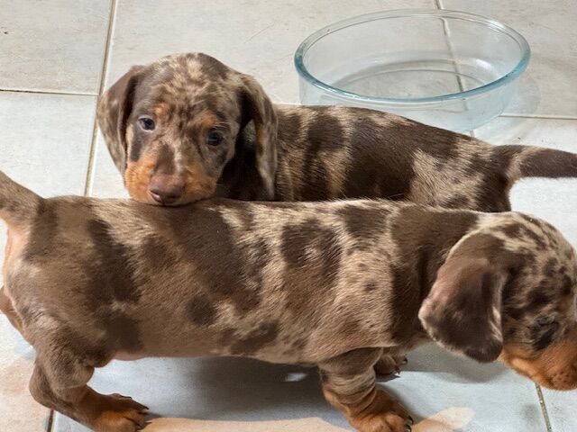 Dachshund puppies for sale in Boston, Lincolnshire – KC registered, 6 weeks old - Image 10 of 13