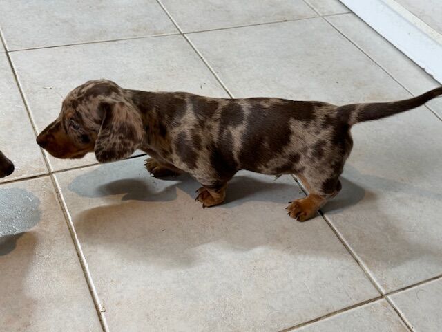 Dachshund puppies for sale in Boston, Lincolnshire – KC registered, 6 weeks old - Image 12 of 13