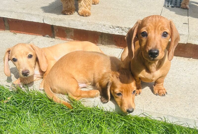 Mini dachshund only two girls left for sale in Wisbech, Cambridgeshire