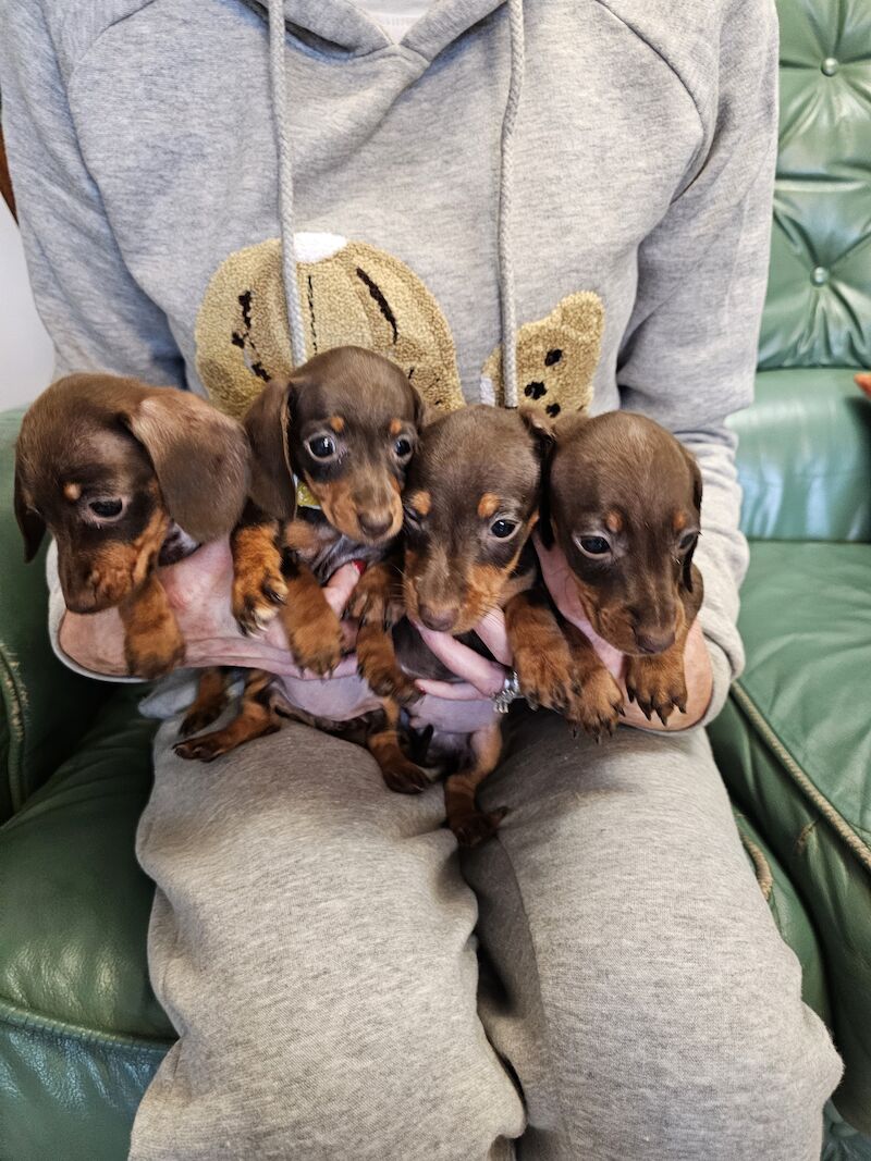 Mini dachshund for sale in Middlesbrough, North Yorkshire - Image 1