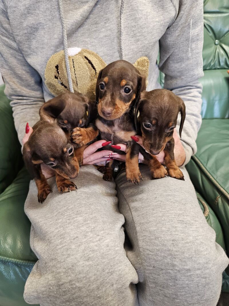 Mini dachshund for sale in Middlesbrough, North Yorkshire - Image 2
