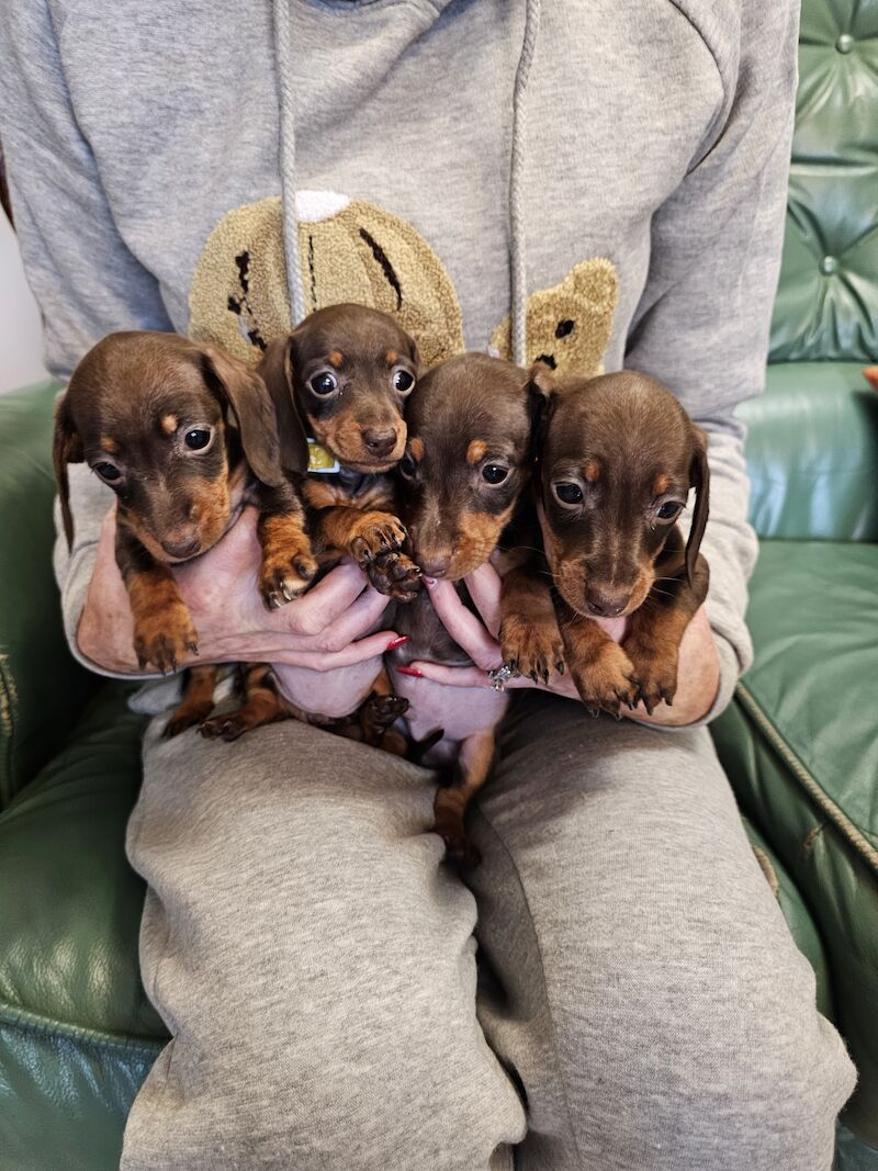 Mini dachshund for sale in Middlesbrough, North Yorkshire - Image 4