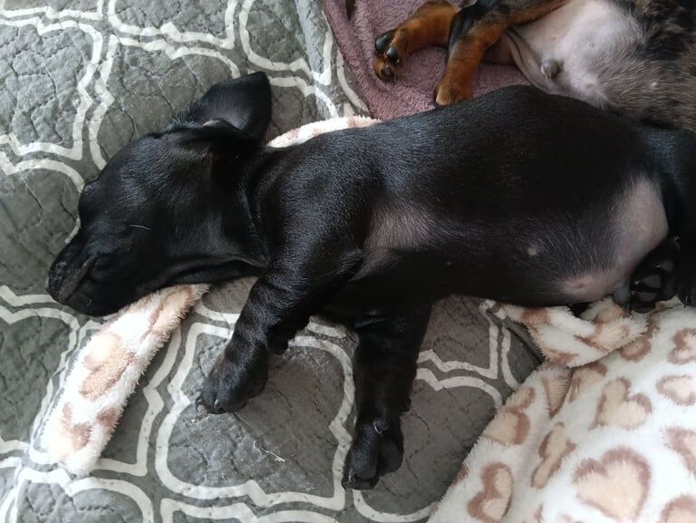 Mini dachshund for sale in Coventry, West Midlands