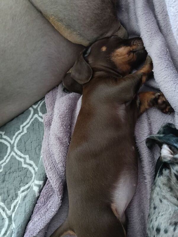 Mini dachshund for sale in Coventry, West Midlands | Image 2