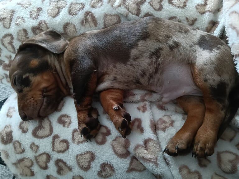 Mini dachshund for sale in Coventry, West Midlands | Image 3
