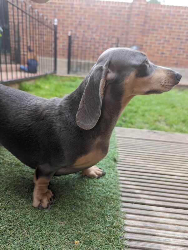 Mini dachshund for sale in Middlesbrough, North Yorkshire | Image 2