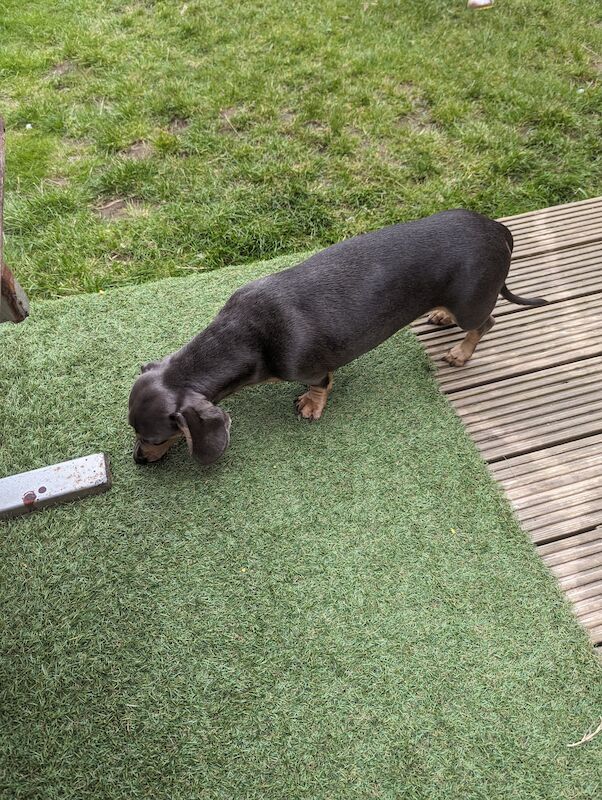 Mini dachshund for sale in Middlesbrough, North Yorkshire | Image 3