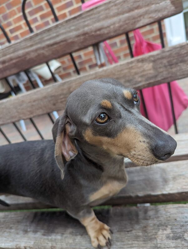 Mini dachshund for sale in Middlesbrough, North Yorkshire | Image 4