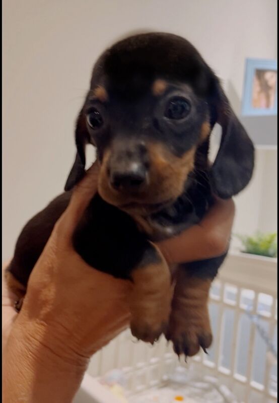 Dachshund puppies for sale in Maidstone, Kent – 6 weeks old