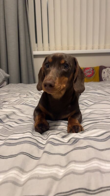 Mini dachshund dog