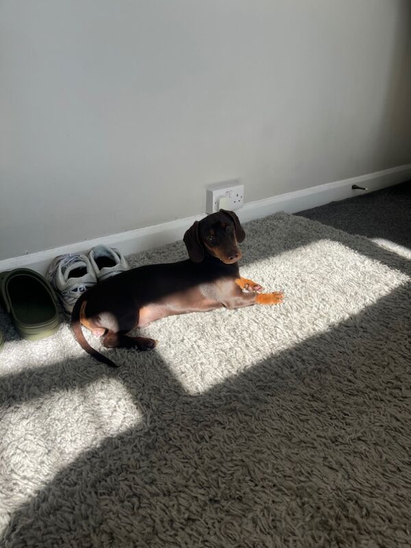 Mini dachshund dog for sale in Brynmawr, Gwent | Image 4