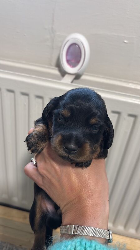 Dachshund Puppies For Sale