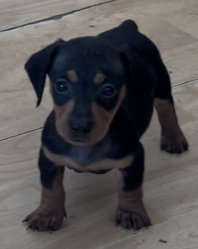 Dachshund puppies for sale in Thetford, Norfolk – 6 weeks old