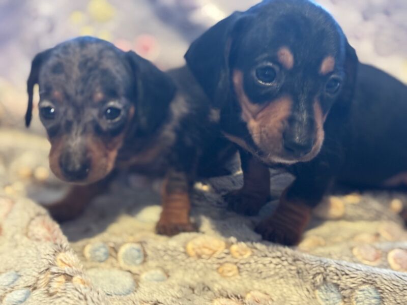 Dachshund puppies for sale in Thetford, Norfolk – 6 weeks old - Image 2 of 13