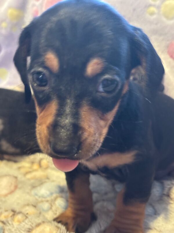 Dachshund puppies for sale in Thetford, Norfolk – 6 weeks old - Image 4 of 13