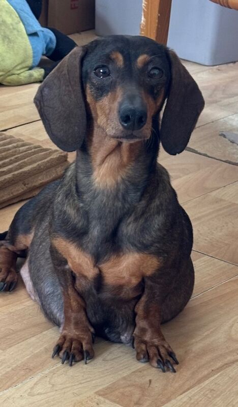 Dachshund puppies for sale in Thetford, Norfolk – 6 weeks old - Image 5 of 13