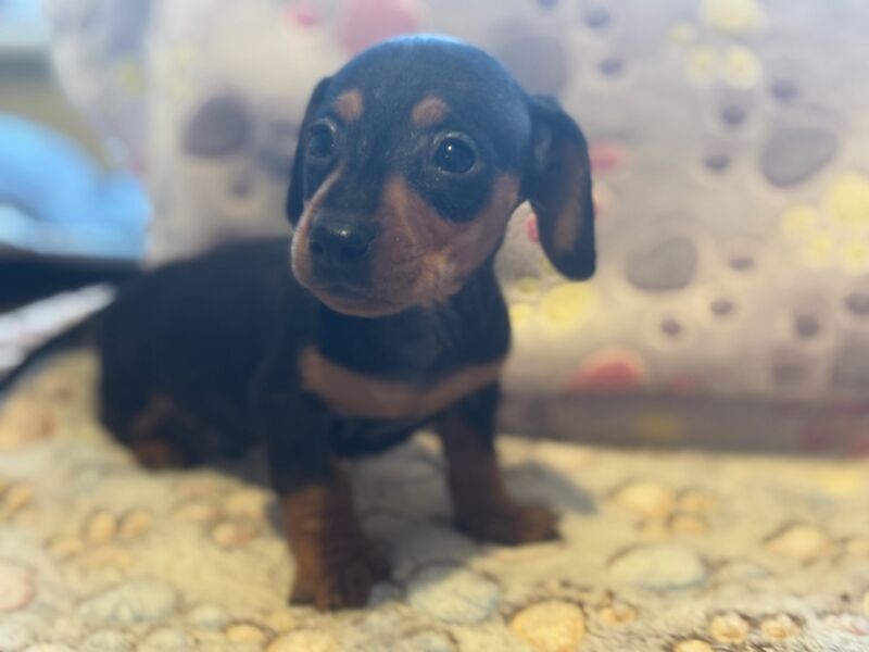 Dachshund puppies for sale in Thetford, Norfolk – 6 weeks old - Image 6 of 13