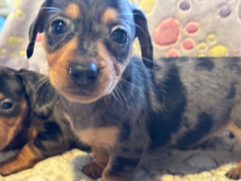 Dachshund puppies for sale in Thetford, Norfolk – 6 weeks old - Image 7 of 13