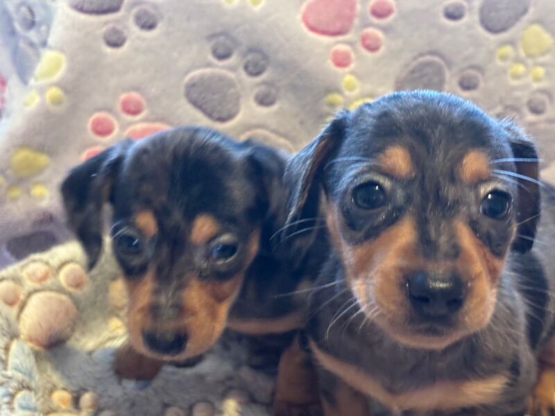 Dachshund puppies for sale in Thetford, Norfolk – 6 weeks old - Image 8 of 13