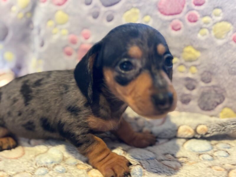 Dachshund puppies for sale in Thetford, Norfolk – 6 weeks old - Image 9 of 13