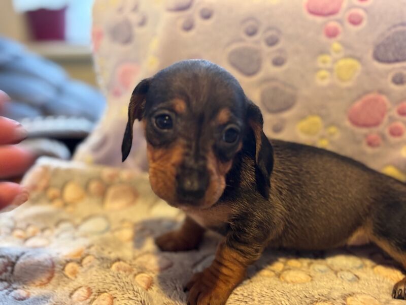Dachshund puppies for sale in Thetford, Norfolk – 6 weeks old - Image 10 of 13