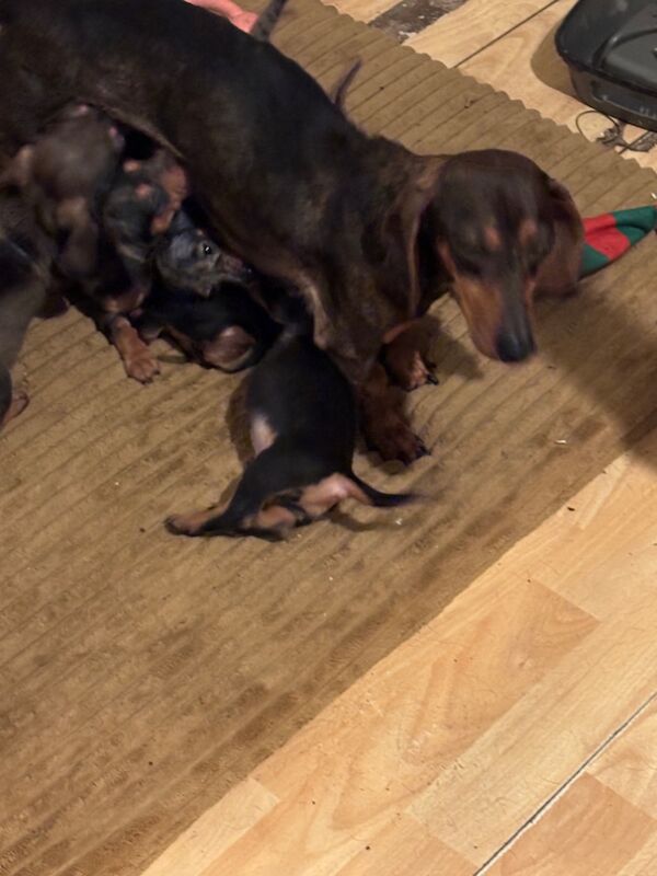 Dachshund puppies for sale in Thetford, Norfolk – 6 weeks old - Image 12 of 13