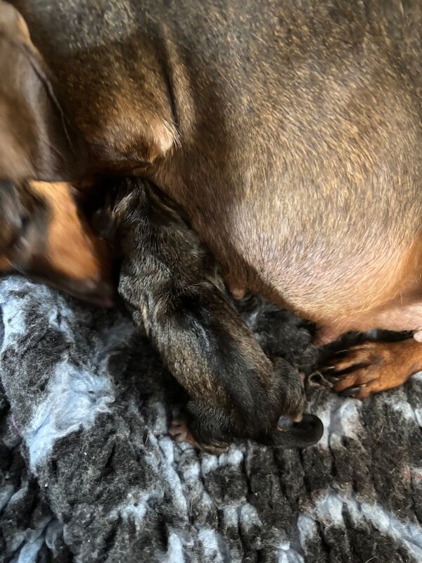 Dachshund puppies for sale in Thetford, Norfolk – 6 weeks old - Image 13 of 13