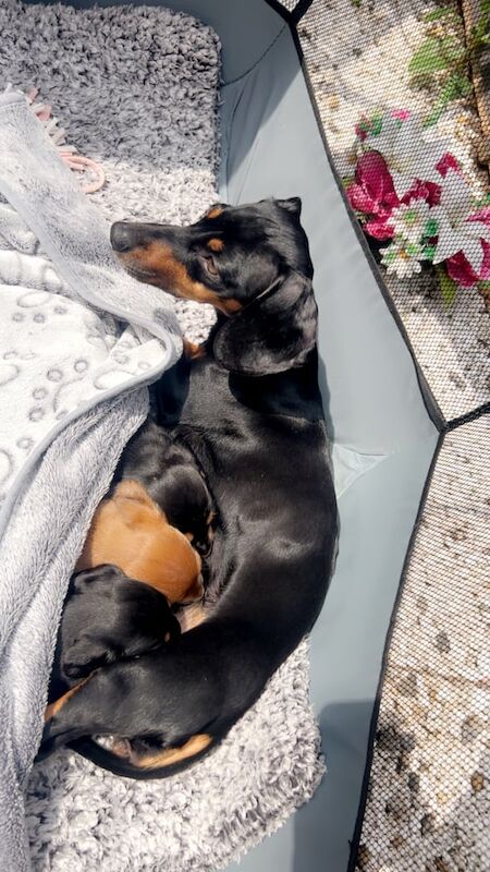 Mini dachshund puppies for sale in Diss, Norfolk
