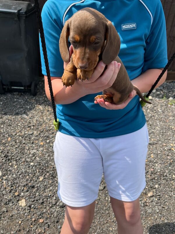 Mini Dachshund puppies for sale in Stowmarket, Suffolk