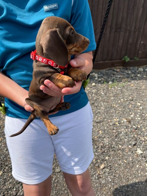 Mini Dachshund puppies for sale in Stowmarket, Suffolk | Image 2