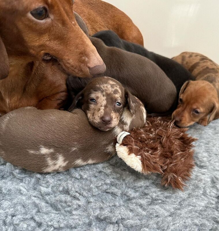 mini dachshund puppys for sale in Coventry, West Midlands | Image 4
