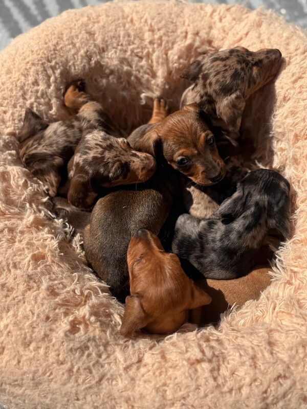 Mini dachshunds