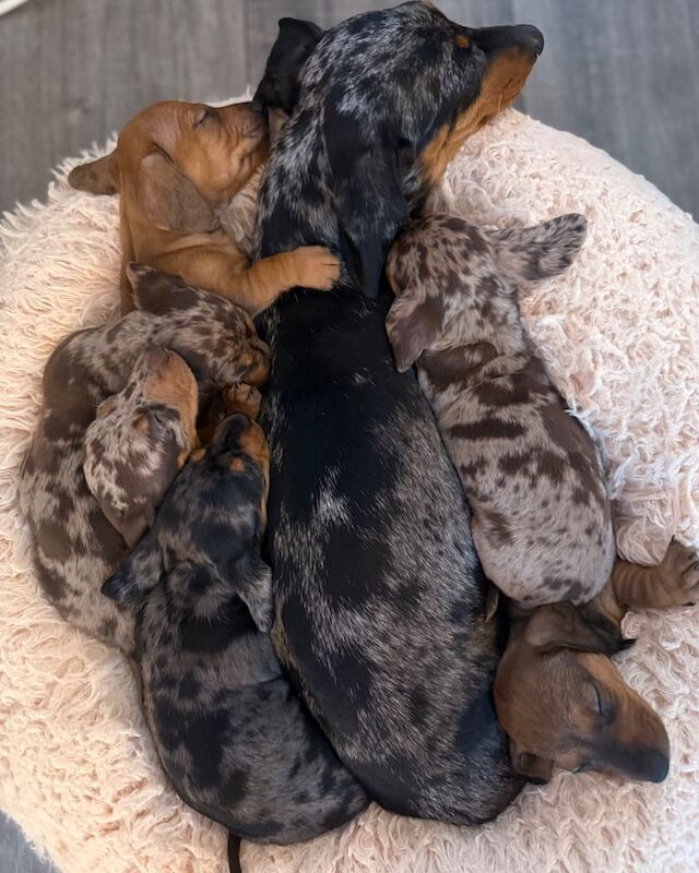 Mini dachshunds for sale in Dundee, City of Dundee | Image 2