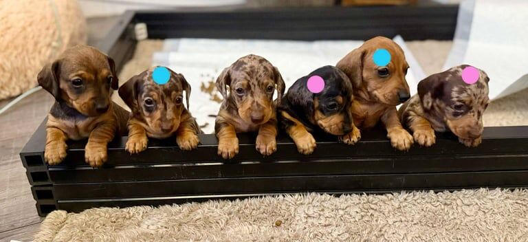 Mini dachshunds for sale in Dundee, City of Dundee | Image 3