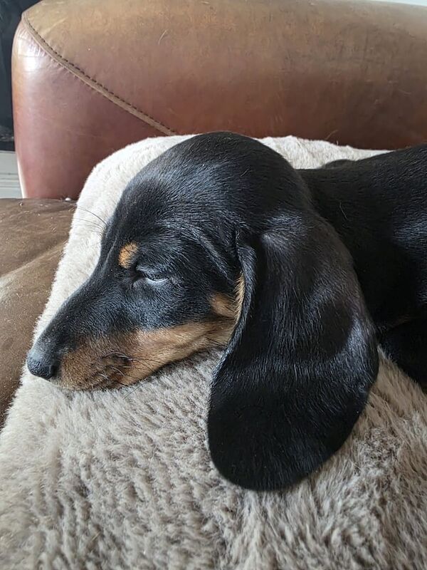 Dachshund puppies for sale in Merthyr Tydfil / Merthyr Tudful, Mid Glamorgan – 8 weeks old - Image 3 of 4