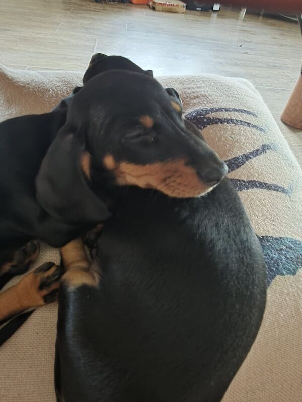 Dachshund puppies for sale in Merthyr Tydfil / Merthyr Tudful, Mid Glamorgan – 8 weeks old - Image 4 of 4