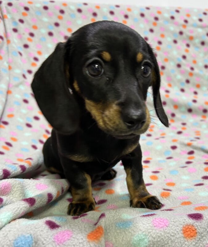 Mini dachshunds pra clear for sale in Wisbech, Cambridgeshire - Image 1