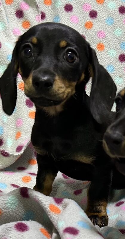 Mini dachshunds pra clear for sale in Wisbech, Cambridgeshire - Image 2