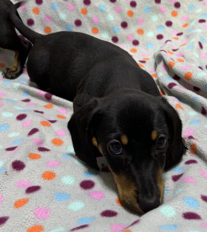 Mini dachshunds pra clear for sale in Wisbech, Cambridgeshire - Image 3